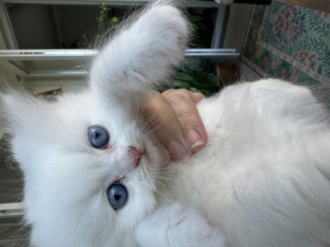 Teslime hazır chinchilla yavrular