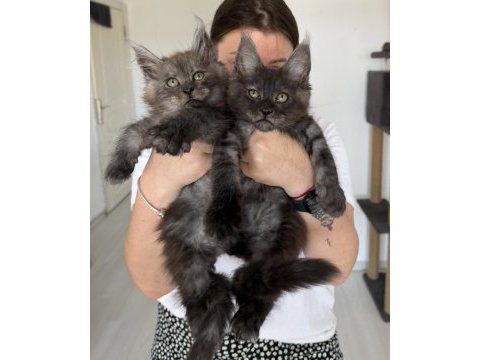 Maine coon erkek wcf kayıtlı (pet)