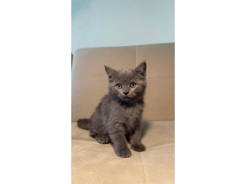 British shorthair 2 aylık yavrular
