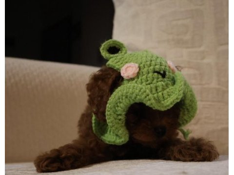 Kore poodle yavrularımız teslime hazırdır