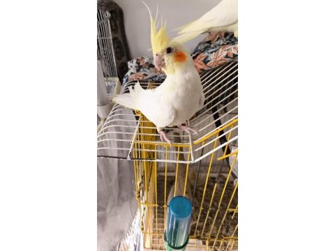 2 aylık yavru sultan papağanları