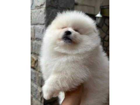 Erkek pomeranian
