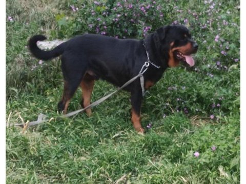 2 yaşında rottweiler