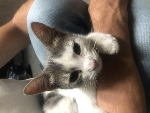 Yavru 3 aylık wirehair kedisi tuvalet eğitimli
