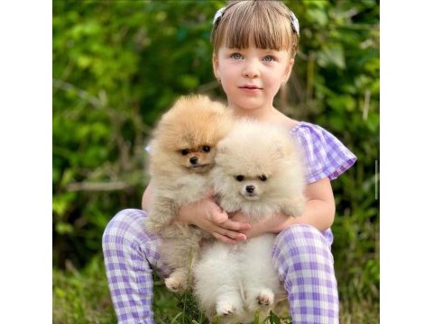 Mersin pomeranian boo sevimli pomeranian yavruları.