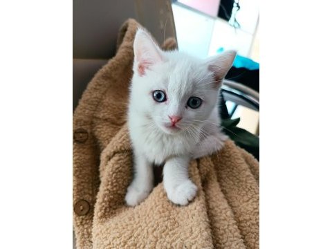 2 aylık british shorthair odd eyes