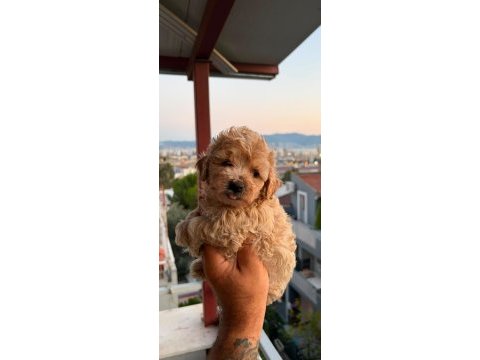 Sağlık ve ırk garantili maltipoo yavrular