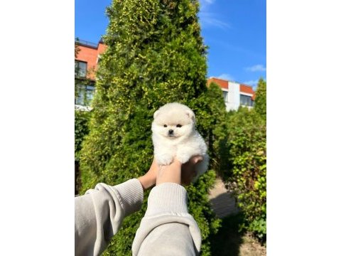 Pomeranian boo yavru
