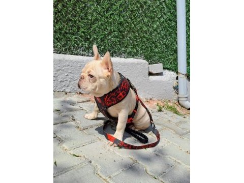 Evinize neşe katacak french bulldog yavrumuz
