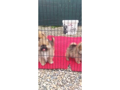 Bayram özel kampanya bayram şekerleri pomeranian boo