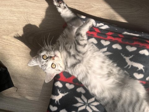 British shorthair 5 aylık erkek kedim