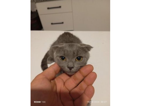 Scottish fold