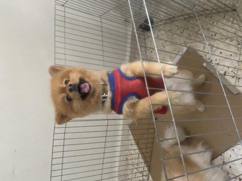 Pomeranian 1 yaşında sağlıklı paşam