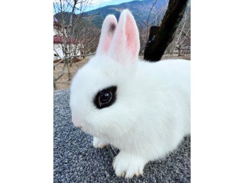Hollanda cüce yavru tavşan (hotot)