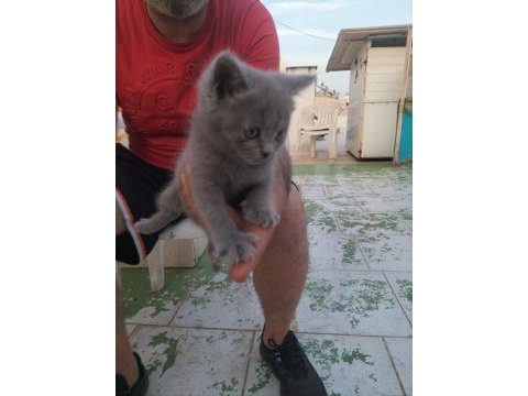 British shorthair yavru dişi