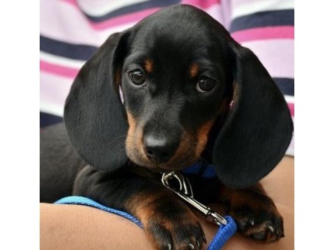 A kalite dachsund yavrular
