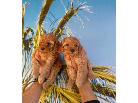 Maltipoo yavrularım yeni sahibini bekliyor