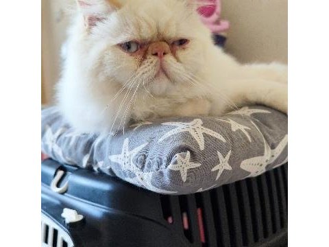 Exotic shorthair kedimi sahiplendirmek istiyorum