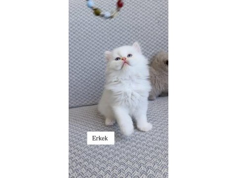 Sadece aileye british longhair