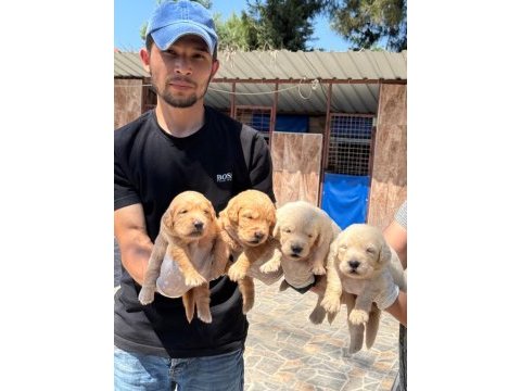 Golden retriever yavrularımız