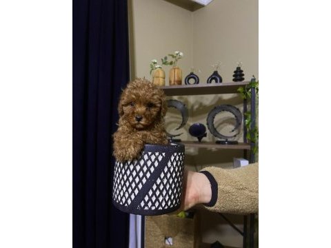 Çin poodle 650 gr red brown