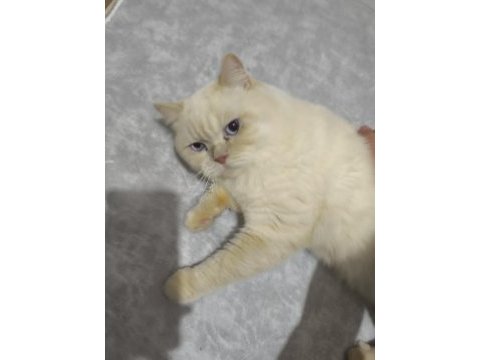 Ücretsiz erkek kedime yeni yuva