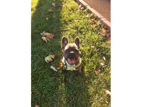 Sahiplendirmek üzere 7 aylık french bulldog