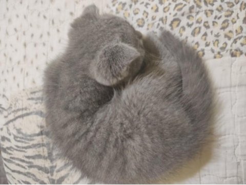 Scottish fold kedim