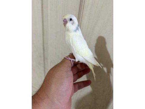 30 günlük harika erkek bebek muhabbet kuşu