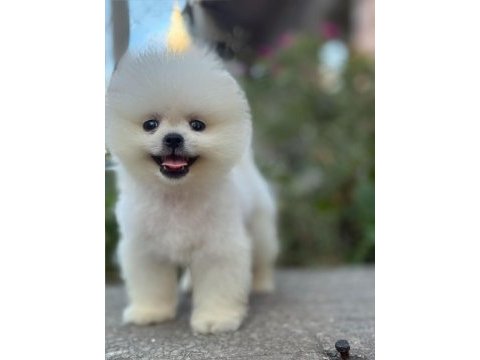 Orjinal pomeranian boo köpekler