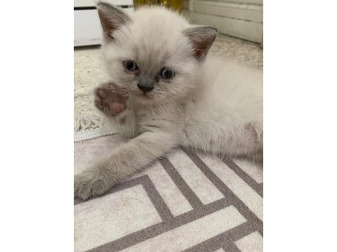 Blue point british shorthair bebeklerim