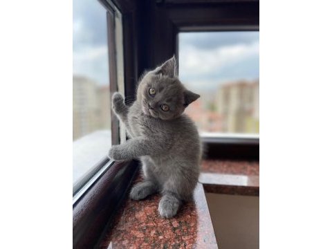 British shorthair kedimiz