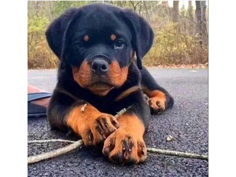 A şecereli anne babanın kaliteli rottweiler bebekleri