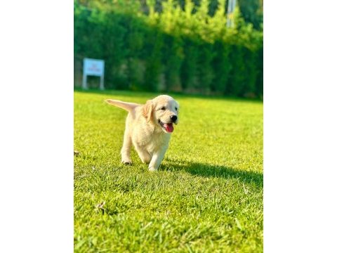 Daha iyisi yok gercek baby face golden yavruları