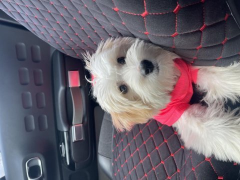 Aşırı oyuncu aşıları tam terrier