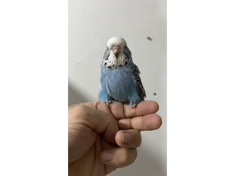 Show erkek yavru muhabbet kuşu