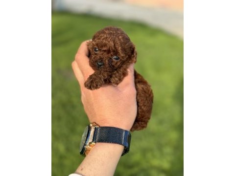Teacup kore poodle bebekler