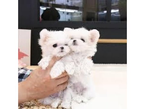 Teacup maltese bebekler