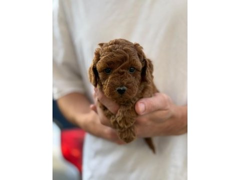 Pofuduk oyuncak gibi canlı poodle miniklerim