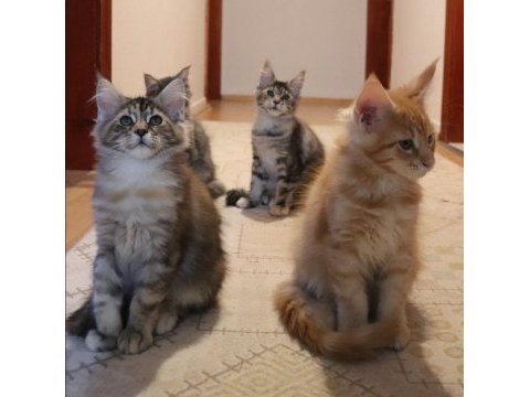 Maine coon ırkının en güzel örnekleri safkan şecereli