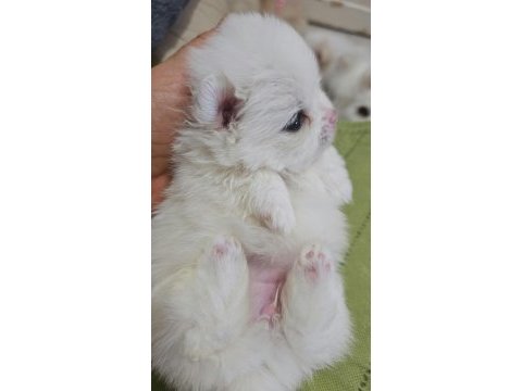 Mini pomeranian köpekler