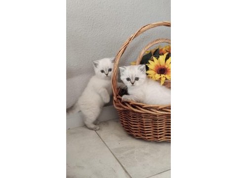 Scottish fold ve straight yavrular