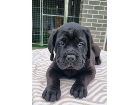Özel seçim dev gibi cane corso bebekler
