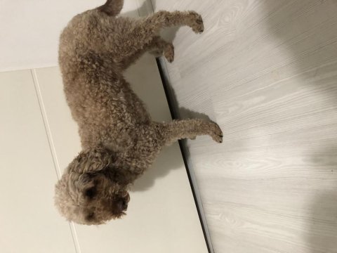 2.5 yaşında dişi poodle