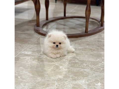 Oyuncak gibi mini boy erkek ve dişi pomeranian yavrular