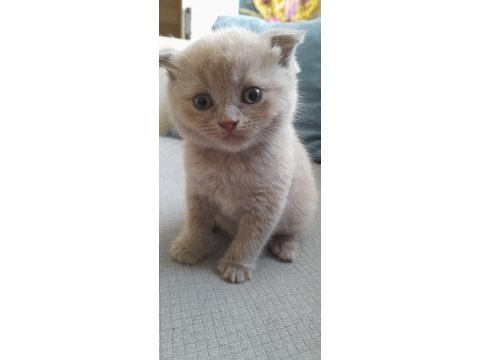 Sahiplendirilecek 5 tane cins kedi scottish fold