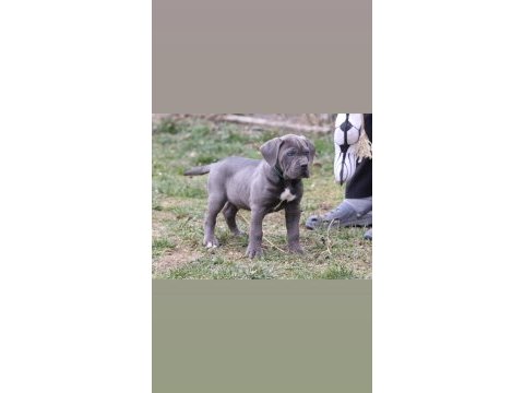 Cane corso köpekler