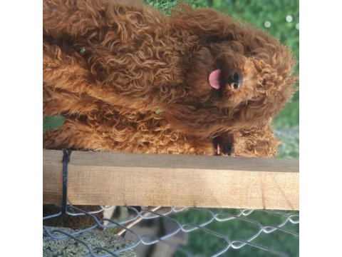 Kıvırcık tüylü toy poodle ve maltipoo yavrular