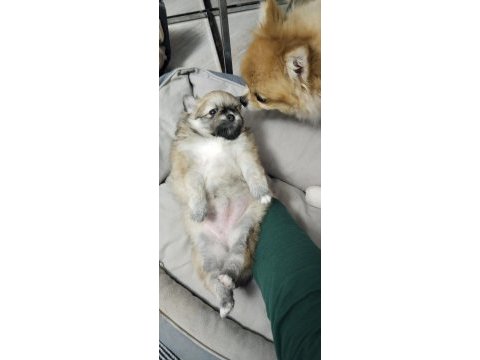 50 günlük pomeranian