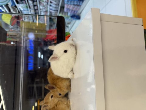 Hollanda cüce tavşan yavruları citypetshop